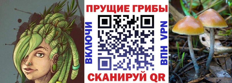 Псилоцибиновые грибы GOLDEN TEACHER  Горячий Ключ 